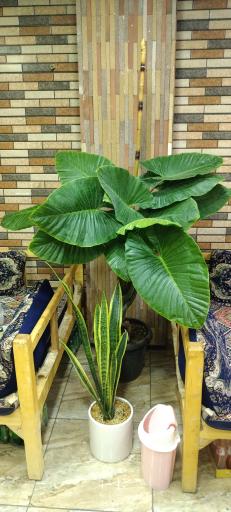 عکس کافه کله