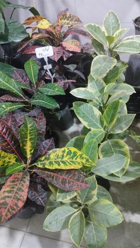 عکس گلسرای ژوان