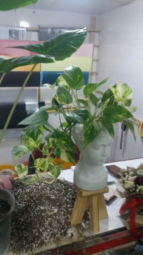 عکس گلسرای ژوان