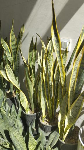 عکس گلسرای ژوان