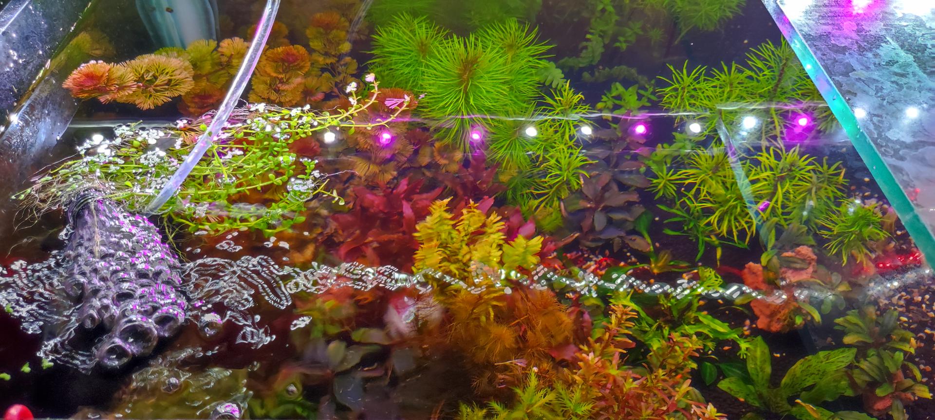 عکس رویال آکوا مارکت