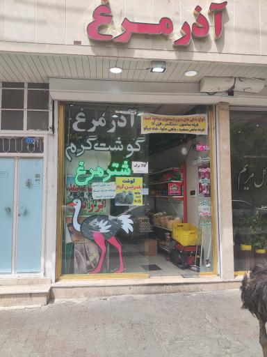 عکس آذر مرغ سیامک