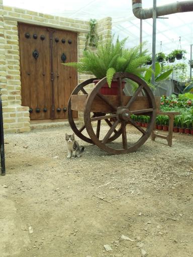 عکس گلخانه گل شهر(محمدی)