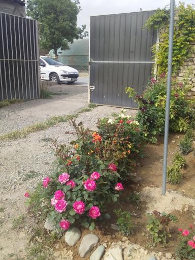 عکس گلخانه گل شهر(محمدی)