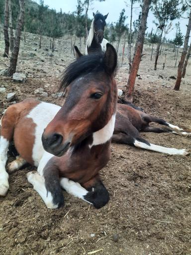 عکس بوستان محیط بان (پارک سافاری)