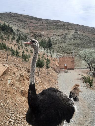 عکس بوستان محیط بان (پارک سافاری)