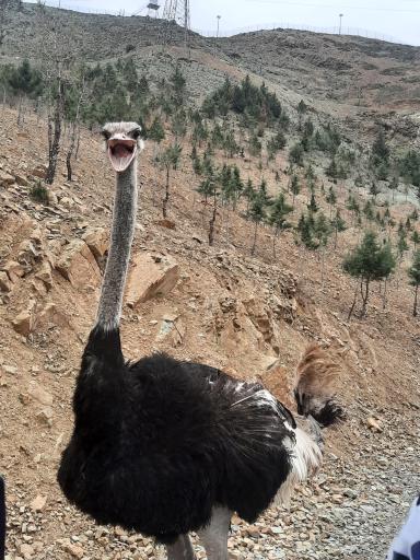 عکس بوستان محیط بان (پارک سافاری)