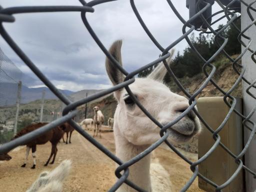 عکس بوستان محیط بان (پارک سافاری)