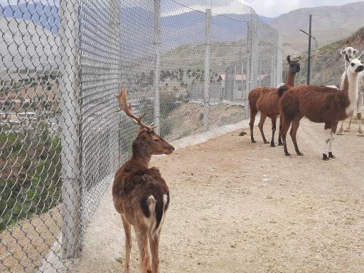 عکس بوستان محیط بان (پارک سافاری)