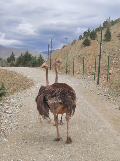 عکس بوستان محیط بان (پارک سافاری)