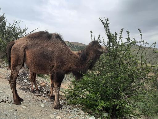 عکس بوستان محیط بان (پارک سافاری)