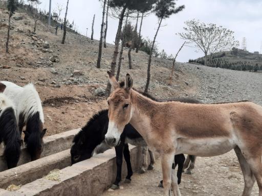 عکس بوستان محیط بان (پارک سافاری)