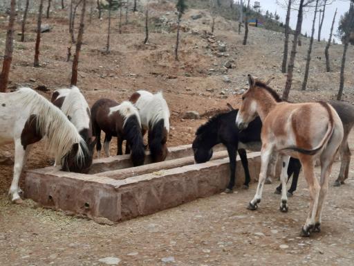 عکس بوستان محیط بان (پارک سافاری)