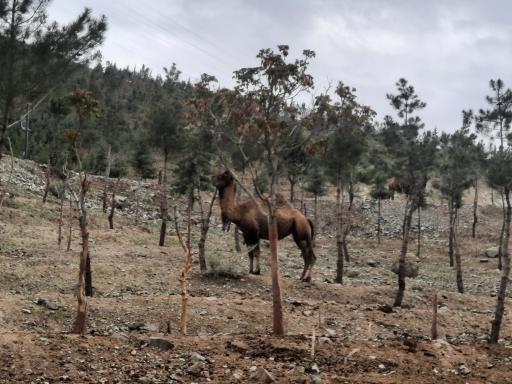 عکس بوستان محیط بان (پارک سافاری)