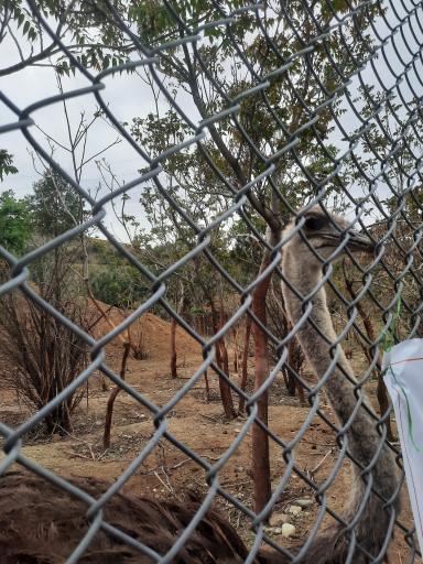 عکس بوستان محیط بان (پارک سافاری)