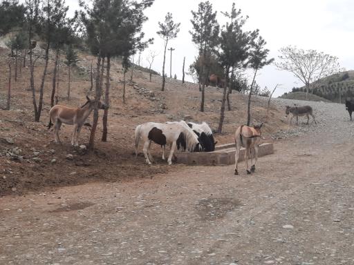 عکس بوستان محیط بان (پارک سافاری)