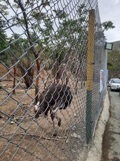 عکس بوستان محیط بان (پارک سافاری)