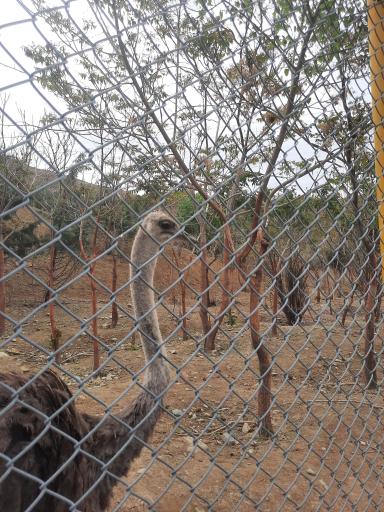 عکس بوستان محیط بان (پارک سافاری)