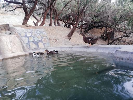 عکس بوستان محیط بان (پارک سافاری)