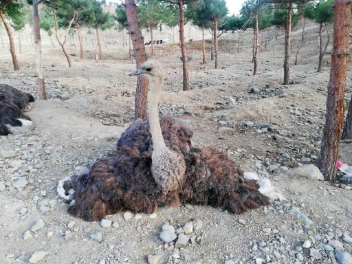 عکس بوستان محیط بان (پارک سافاری)