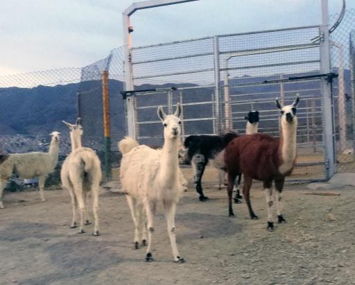 عکس بوستان محیط بان (پارک سافاری)