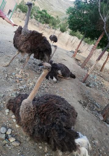 عکس بوستان محیط بان (پارک سافاری)