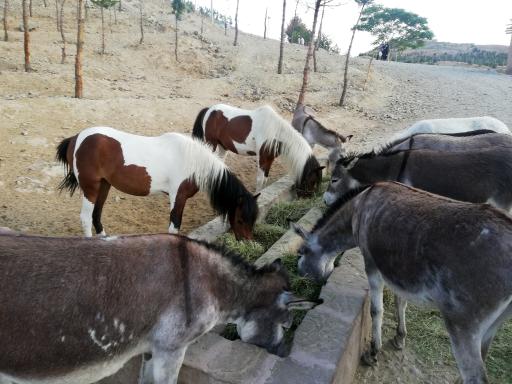 عکس بوستان محیط بان (پارک سافاری)