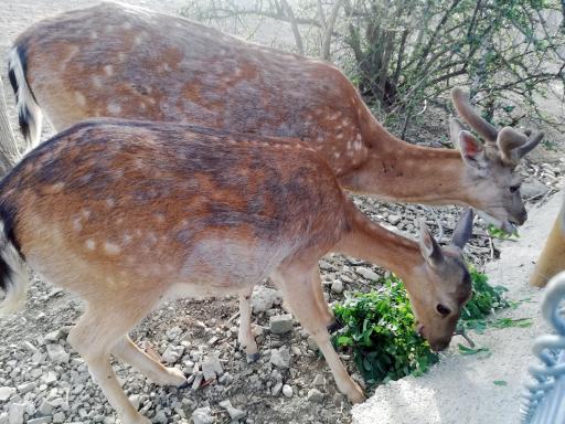 عکس بوستان محیط بان (پارک سافاری)