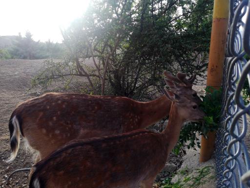 عکس بوستان محیط بان (پارک سافاری)