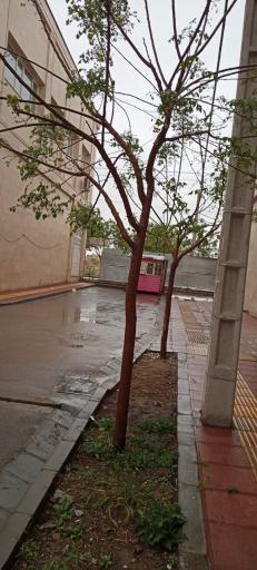 عکس مجتمع مسکونی علویه