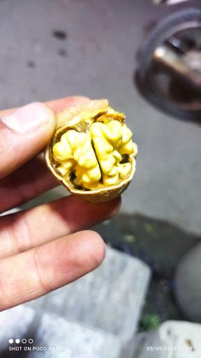 عکس آجیل و خشکبار نهاوند زمانیان