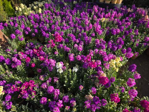 بازار گل محلاتی