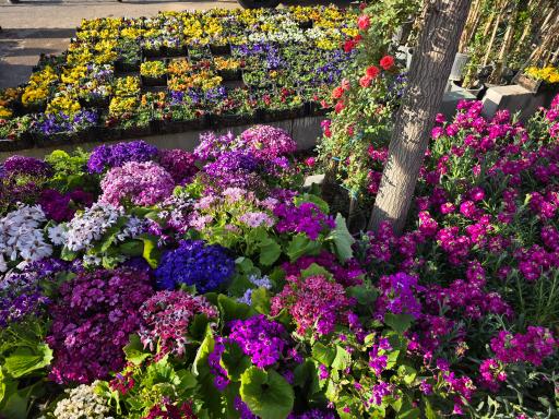 بازار گل محلاتی