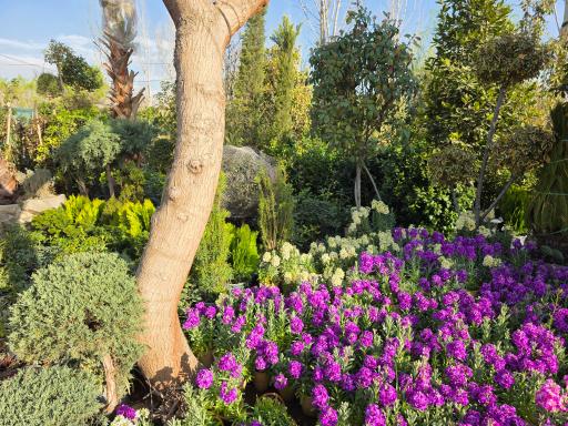 بازار گل محلاتی