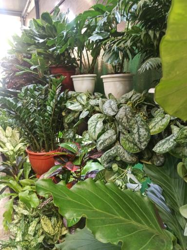 عکس بازار گل محلاتی