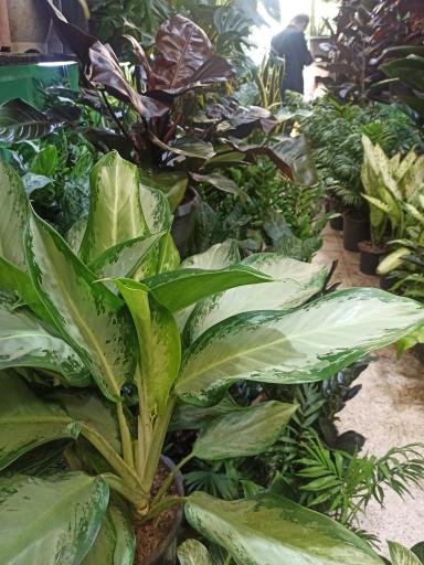 عکس بازار گل محلاتی