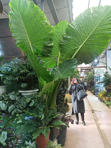 عکس بازار گل محلاتی