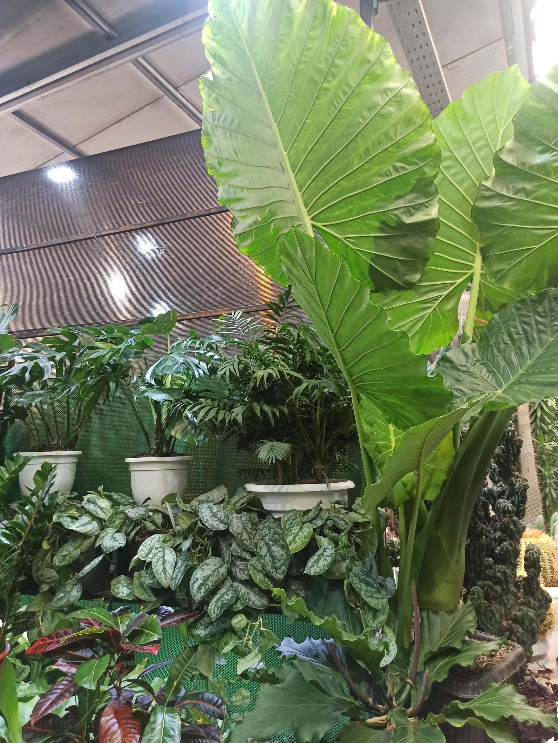 عکس بازار گل محلاتی