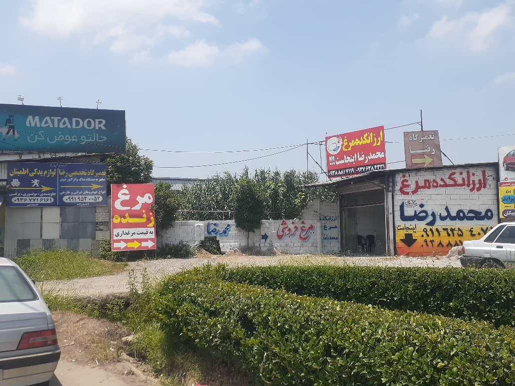 عکس ارزانکده محمدرضا