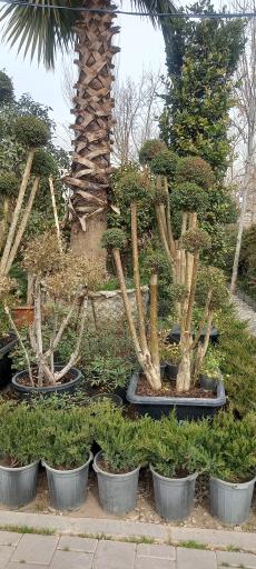 عکس بازار گل محلاتی