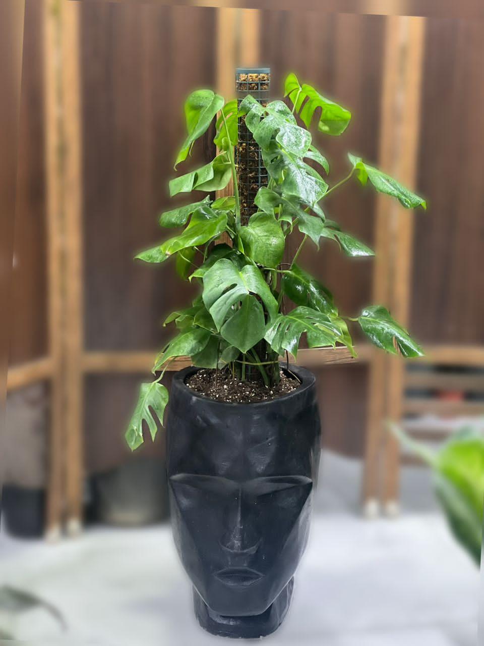 عکس گلکده گل و گلدون، شعبه ۲