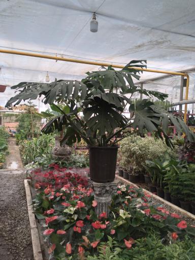 عکس لالجین سفال