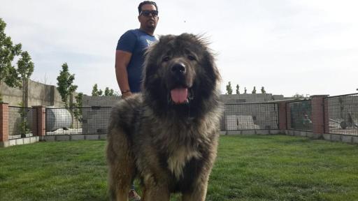 عکس پرورش سگ دهکده حیوانات