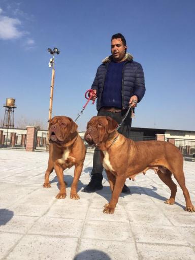 عکس پرورش سگ دهکده حیوانات