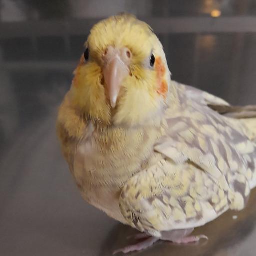 عکس دامپزشکی دکتر اصغری 