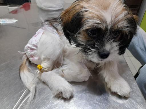 عکس دامپزشکی دکتر اصغری 