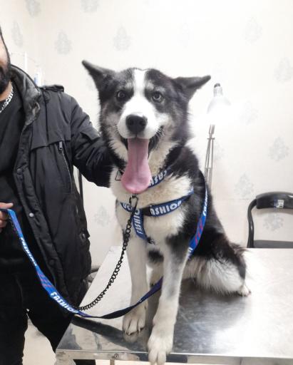 عکس دامپزشکی دکتر اصغری 