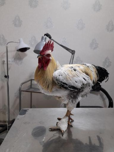 عکس دامپزشکی دکتر اصغری 