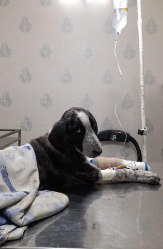 عکس دامپزشکی دکتر اصغری 