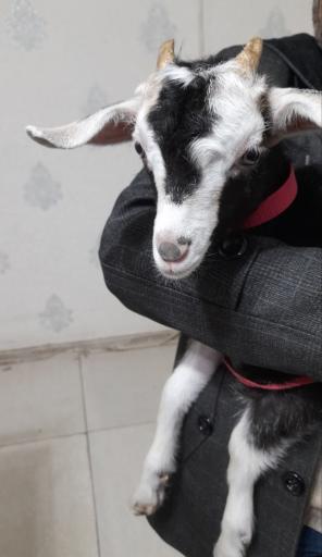 عکس دامپزشکی دکتر اصغری 